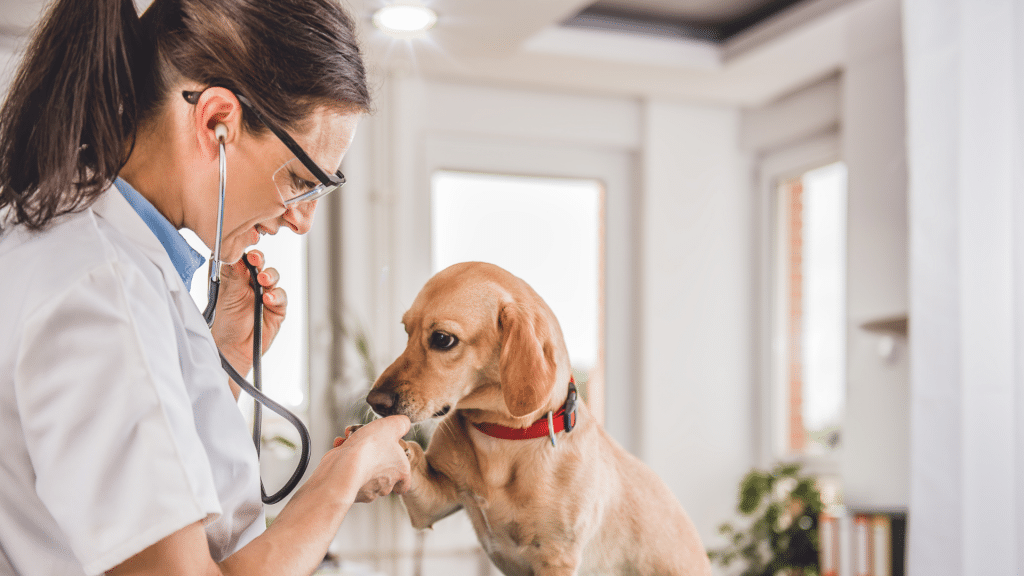 What Are The Best Jobs For Introverts? 7. Veterinarian